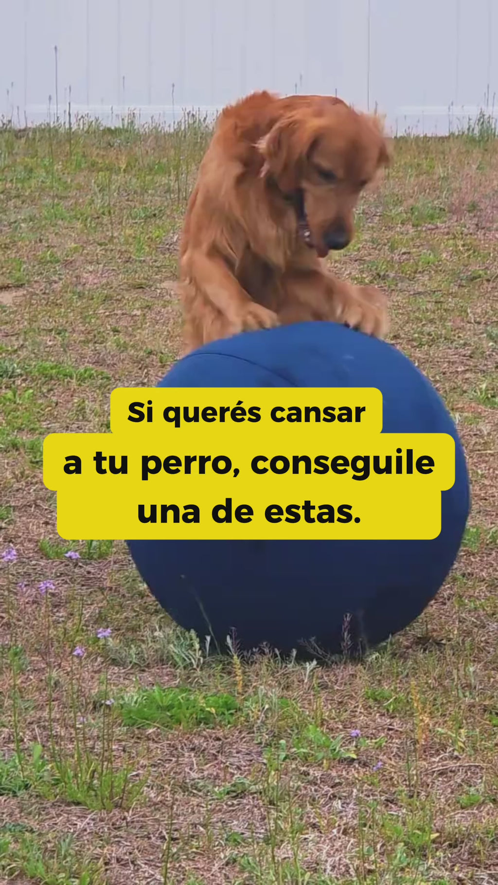 Agotá a tu perro en 20 minutos