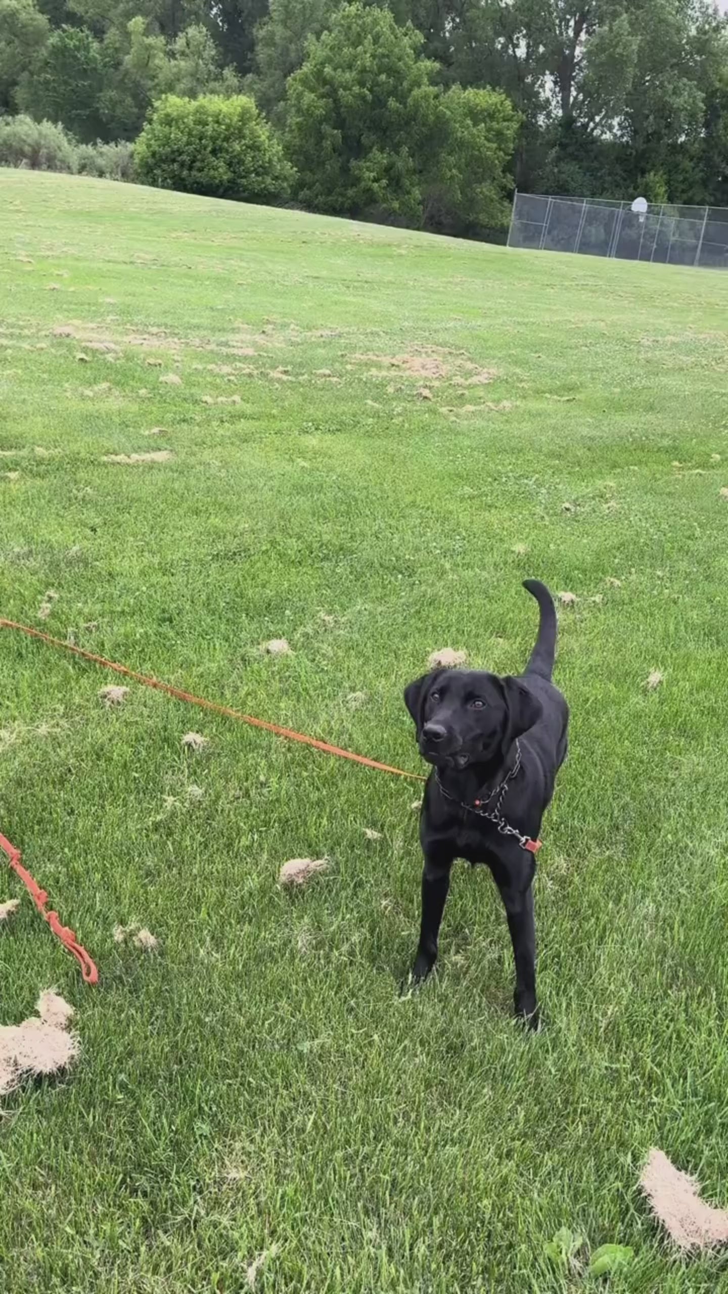 Agotá a tu perro en 20 minutos