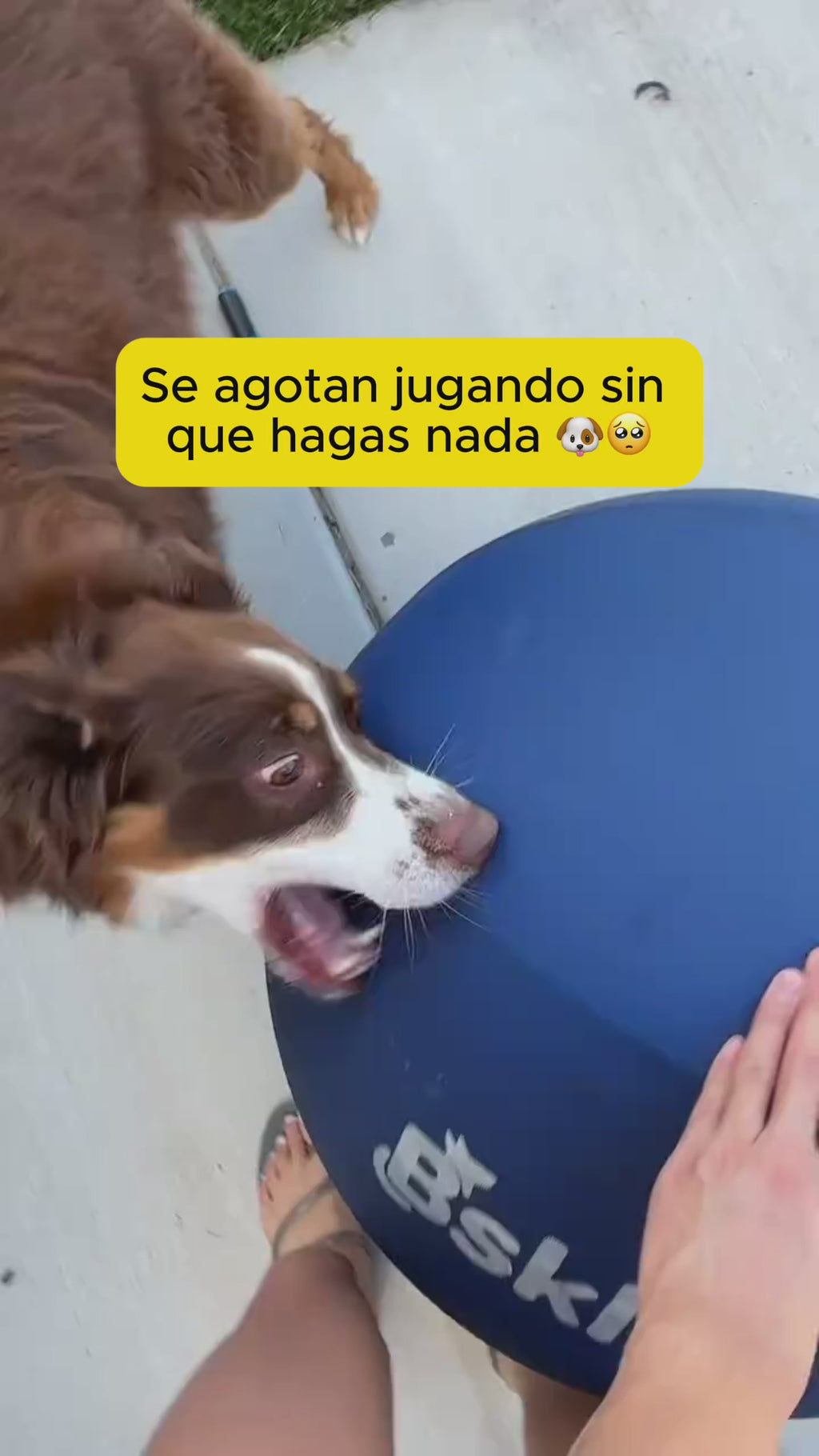 Agotá a tu perro en 20 minutos