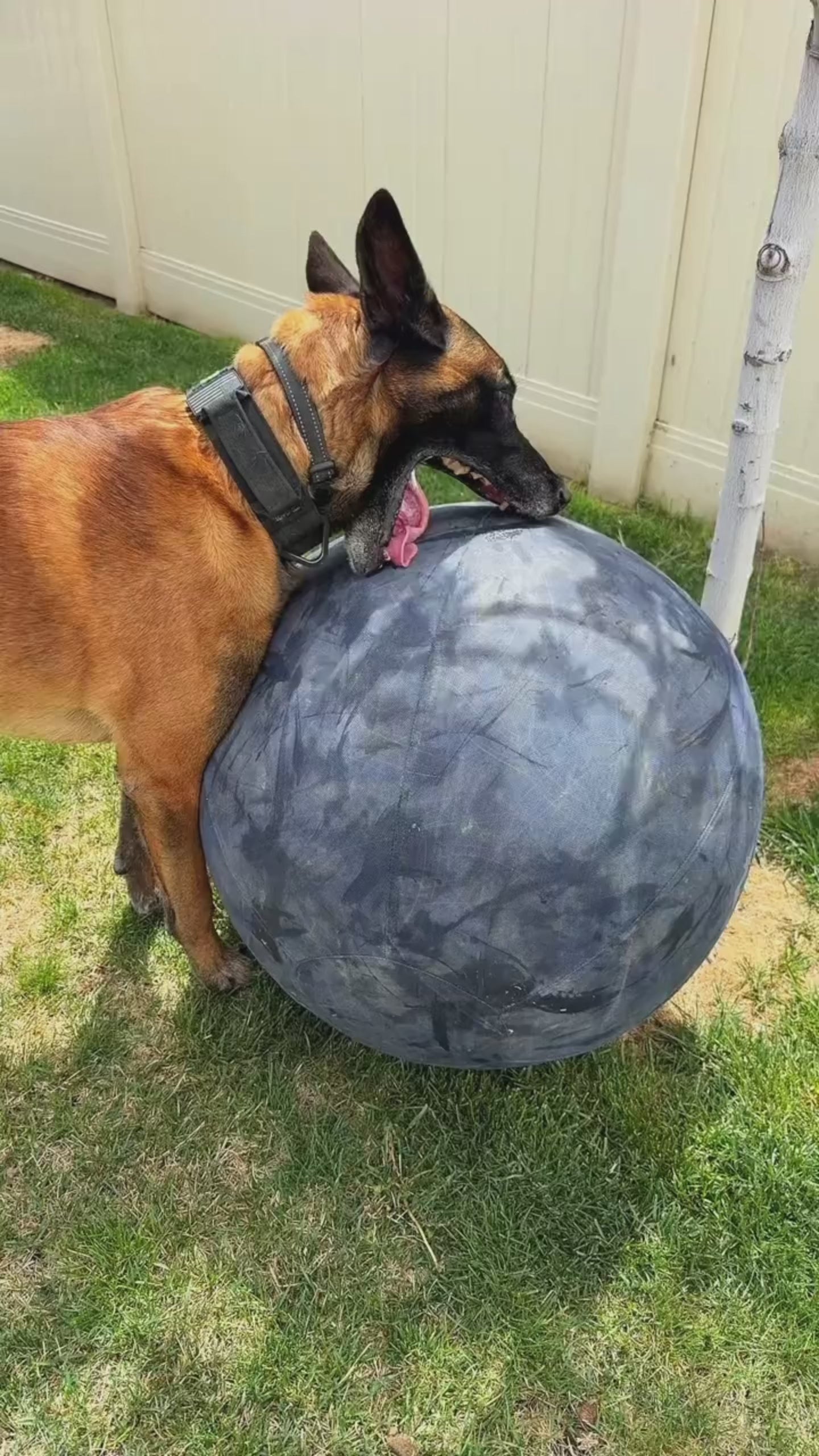 Agotá a tu perro en 20 minutos